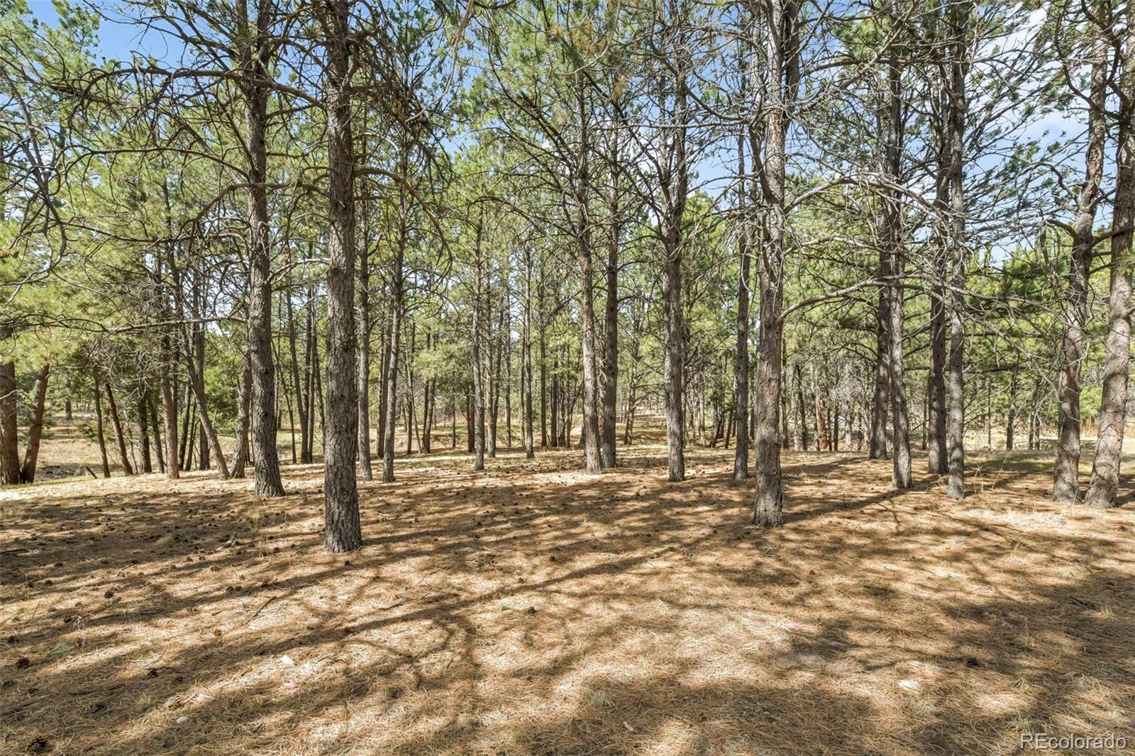 11165 Pine Meadows Road