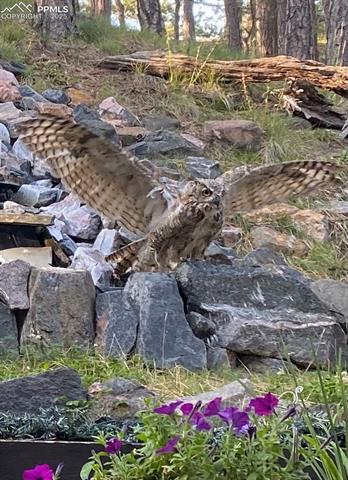 17365 E Caribou Drive