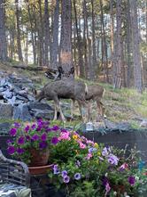 17365 E Caribou Drive