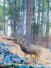 17365 E Caribou Drive