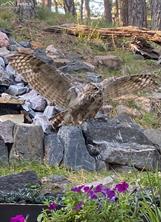 17365 E Caribou Drive