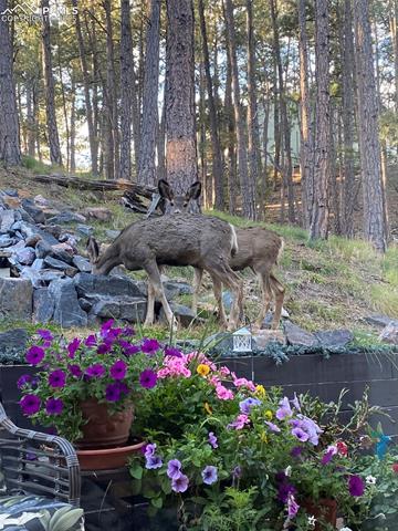 17365 E Caribou Drive