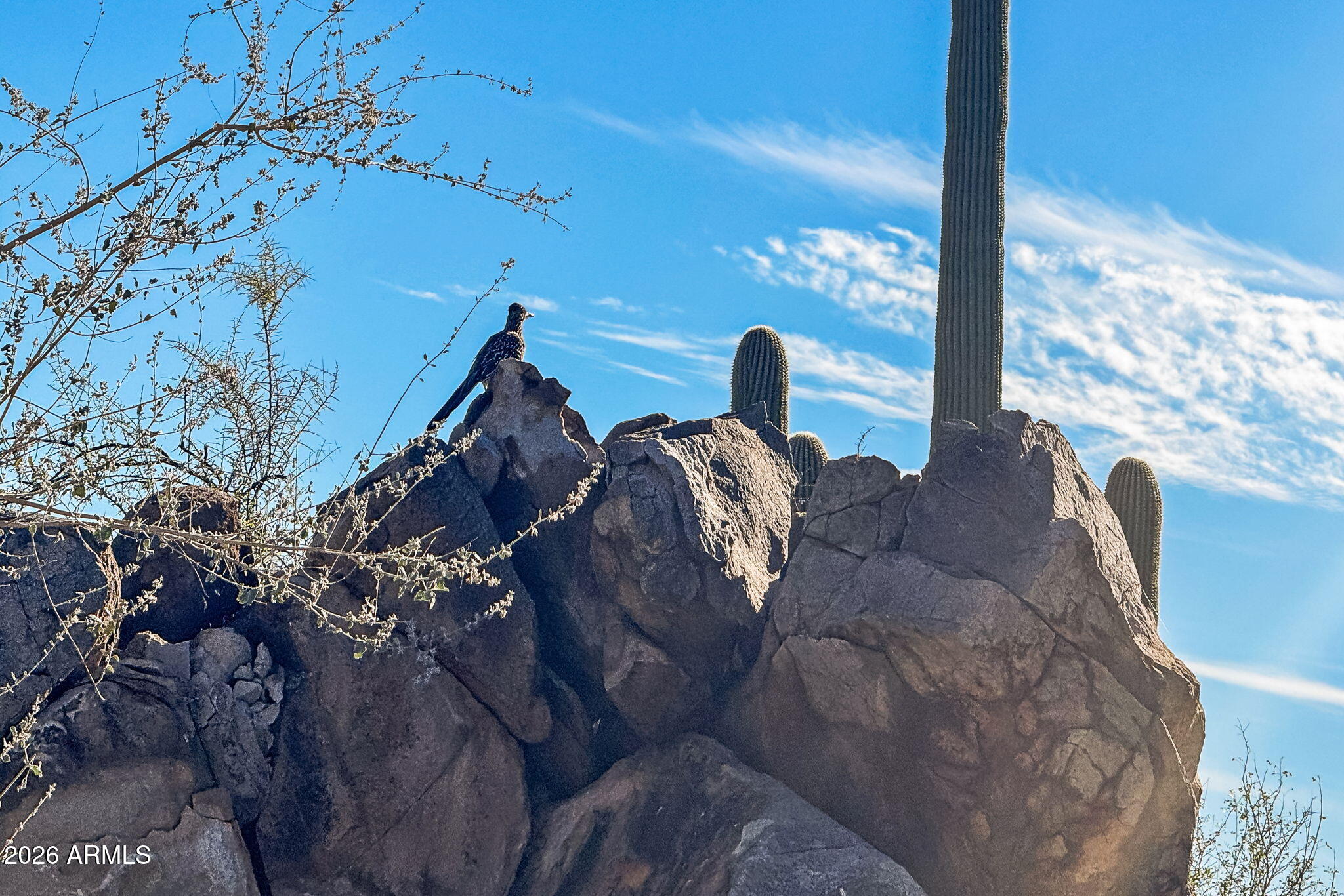 1313 W TORTOLITA MOUNTAIN Circle