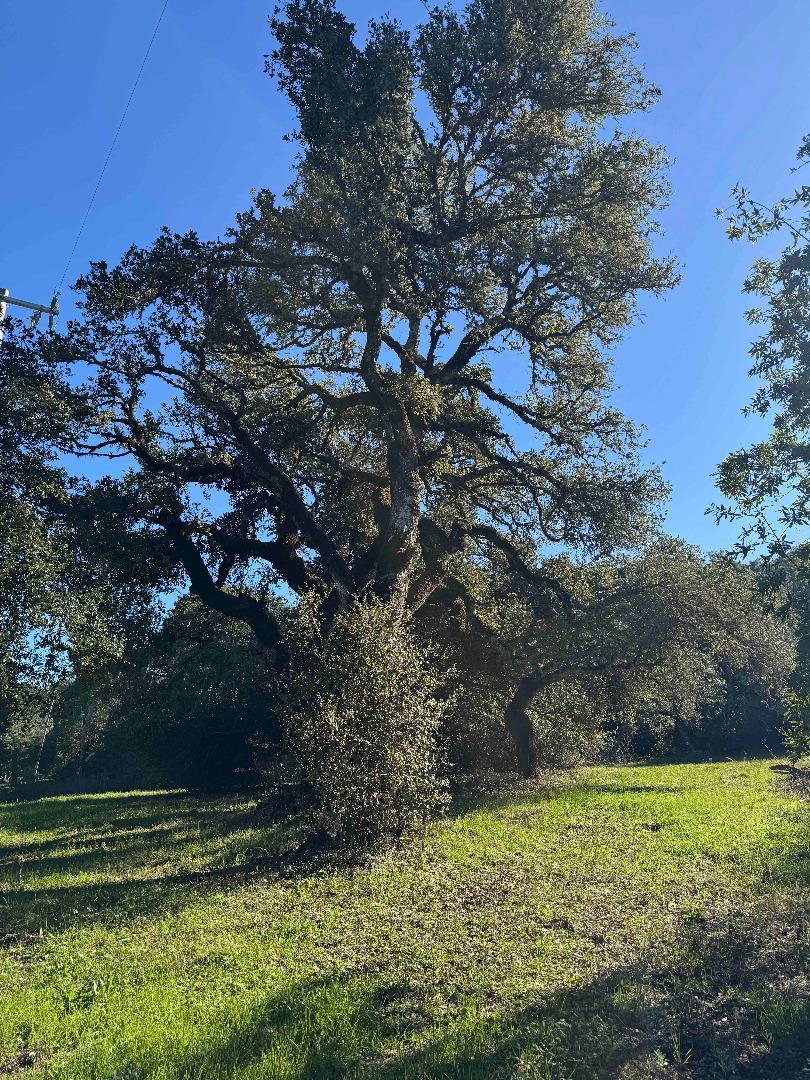 Grassy yard with a large mature spreading tree.