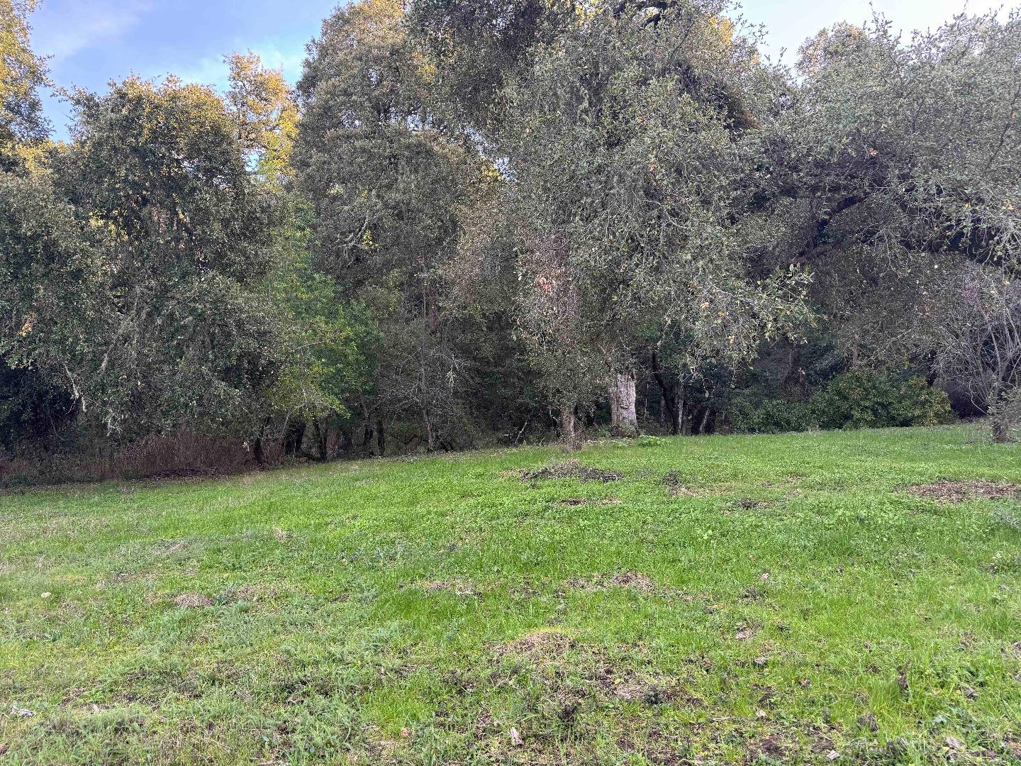 Grassy clearing bordered by dense mature trees and shrubs.