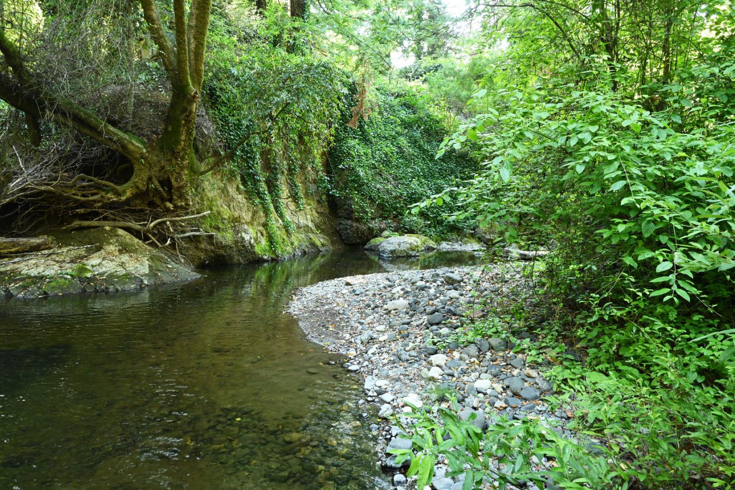 Wooded creek with a shallow rocky shoreline and moss-covered tree roots.