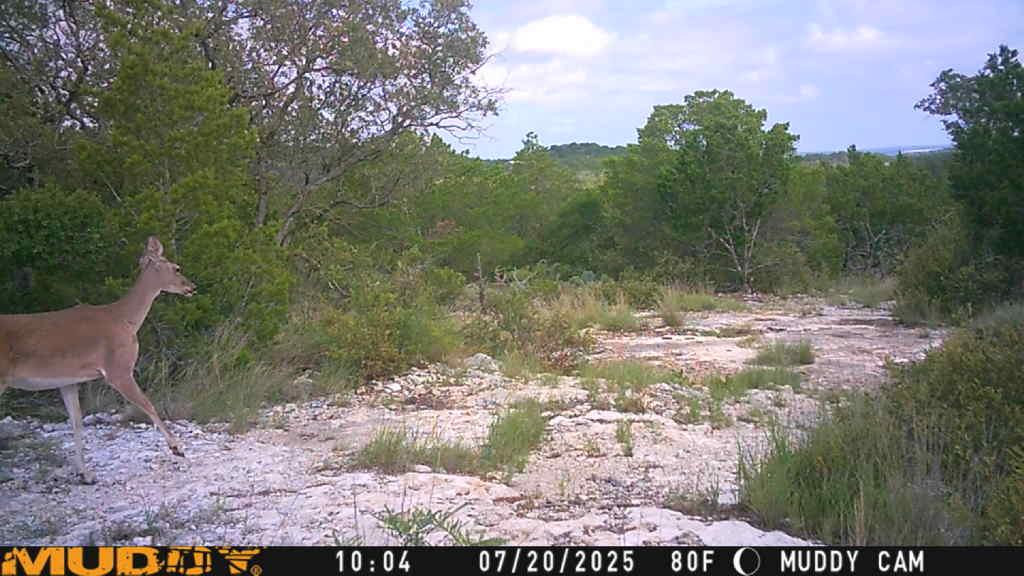 TBD County Road 635