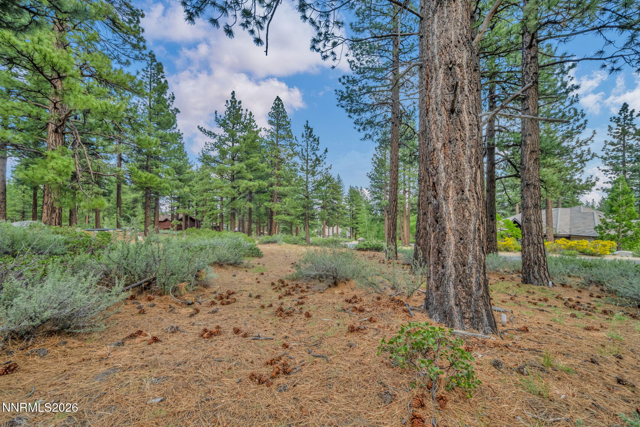 307 E Jeffrey Pine Road
