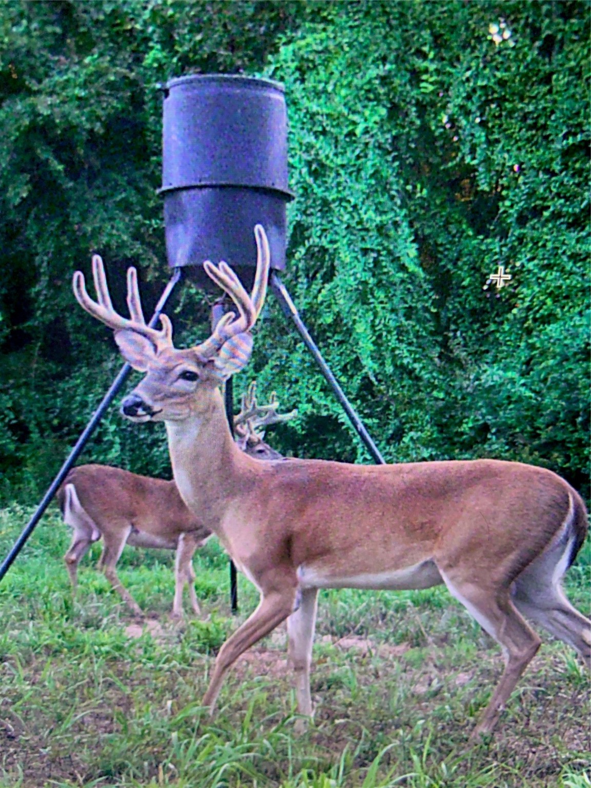 TBD County Road 1103