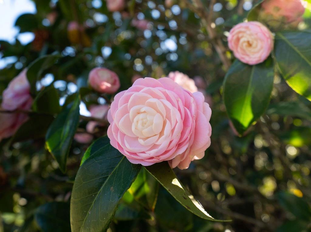 416 S AMERICA Street