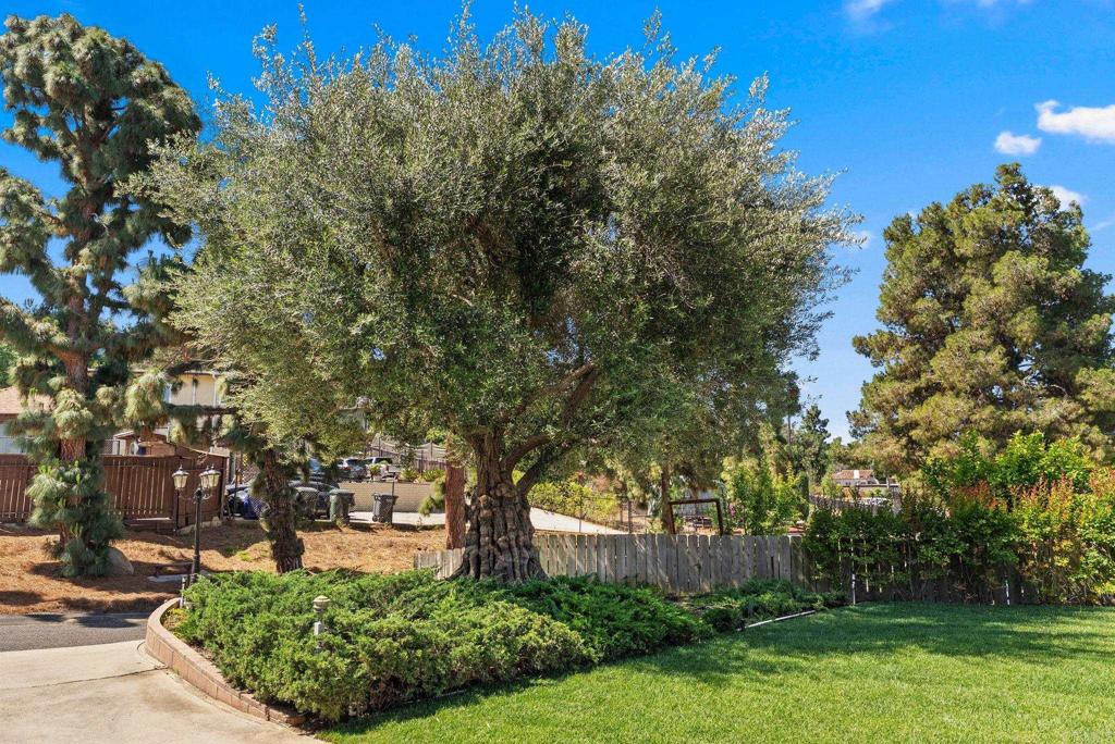 635 Pine Tree Lane
