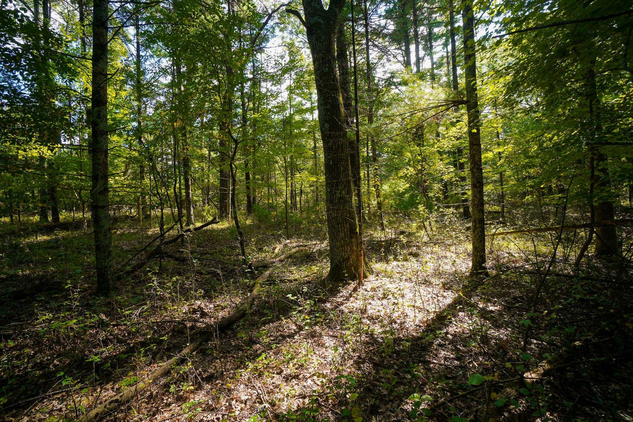 Lot 45 18th
