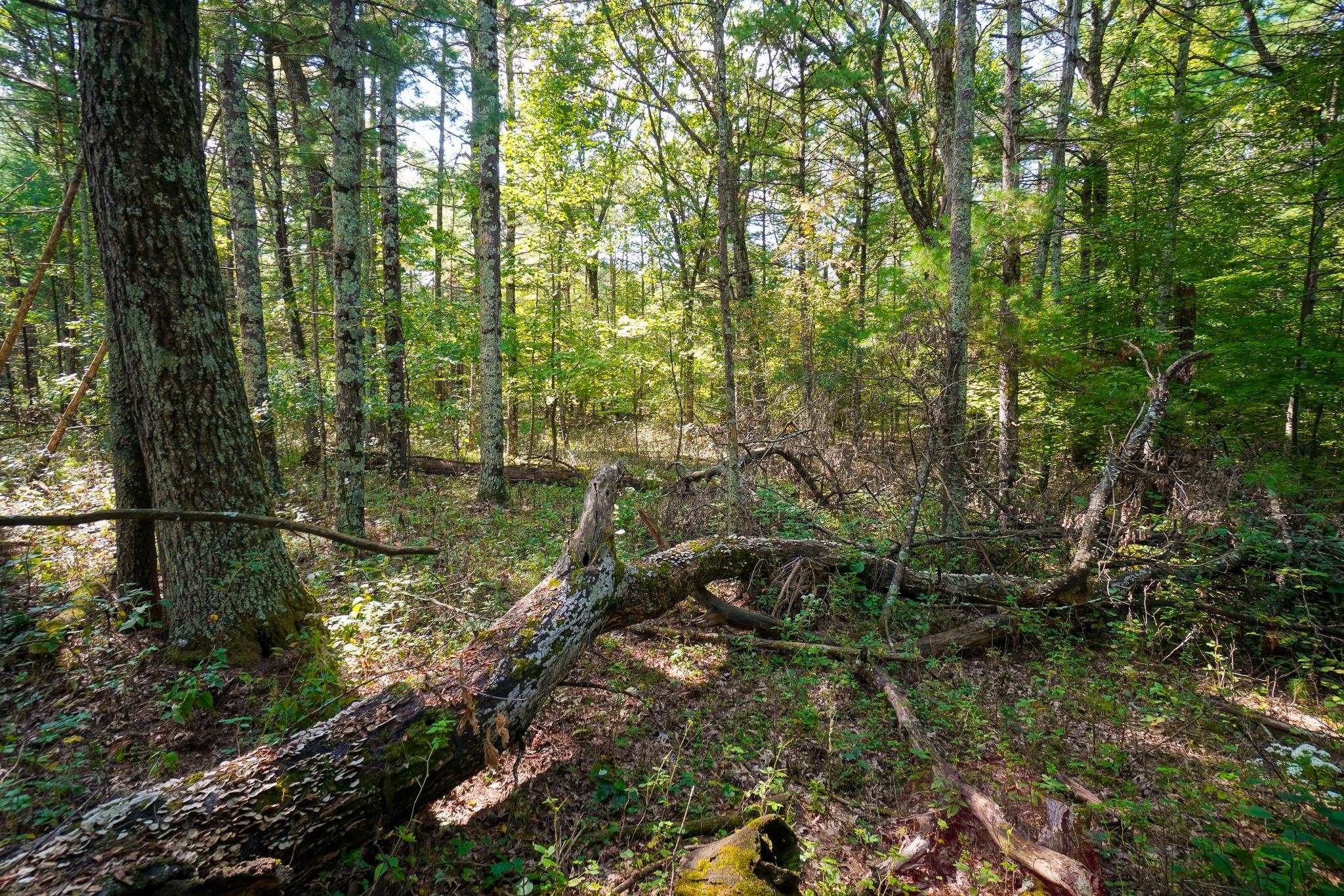 Lot 45 18th