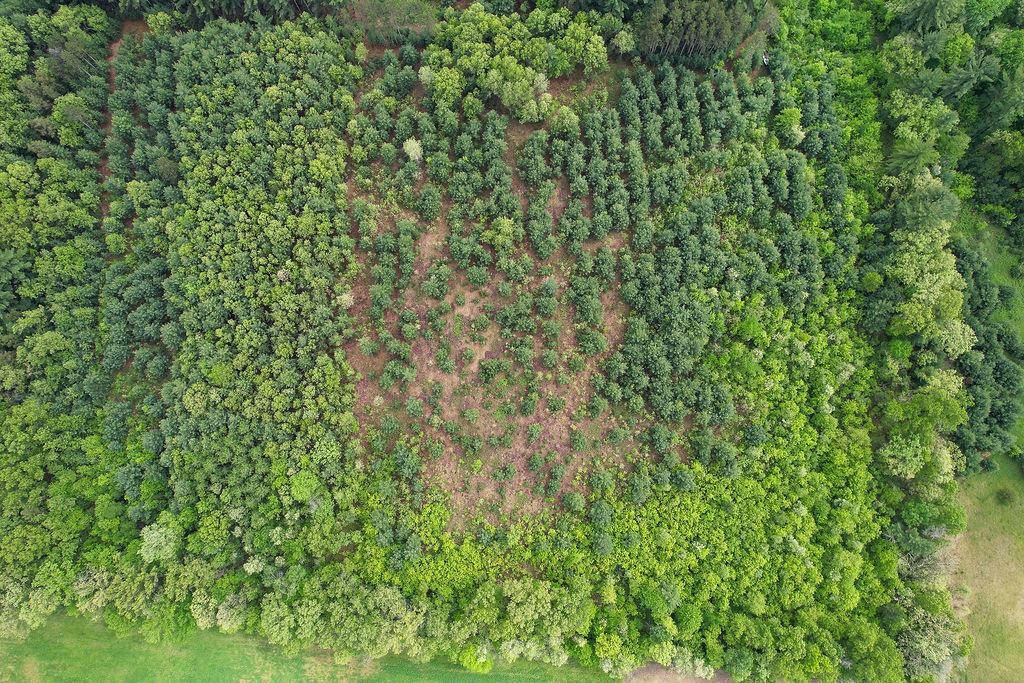 1124 Evergreen Court