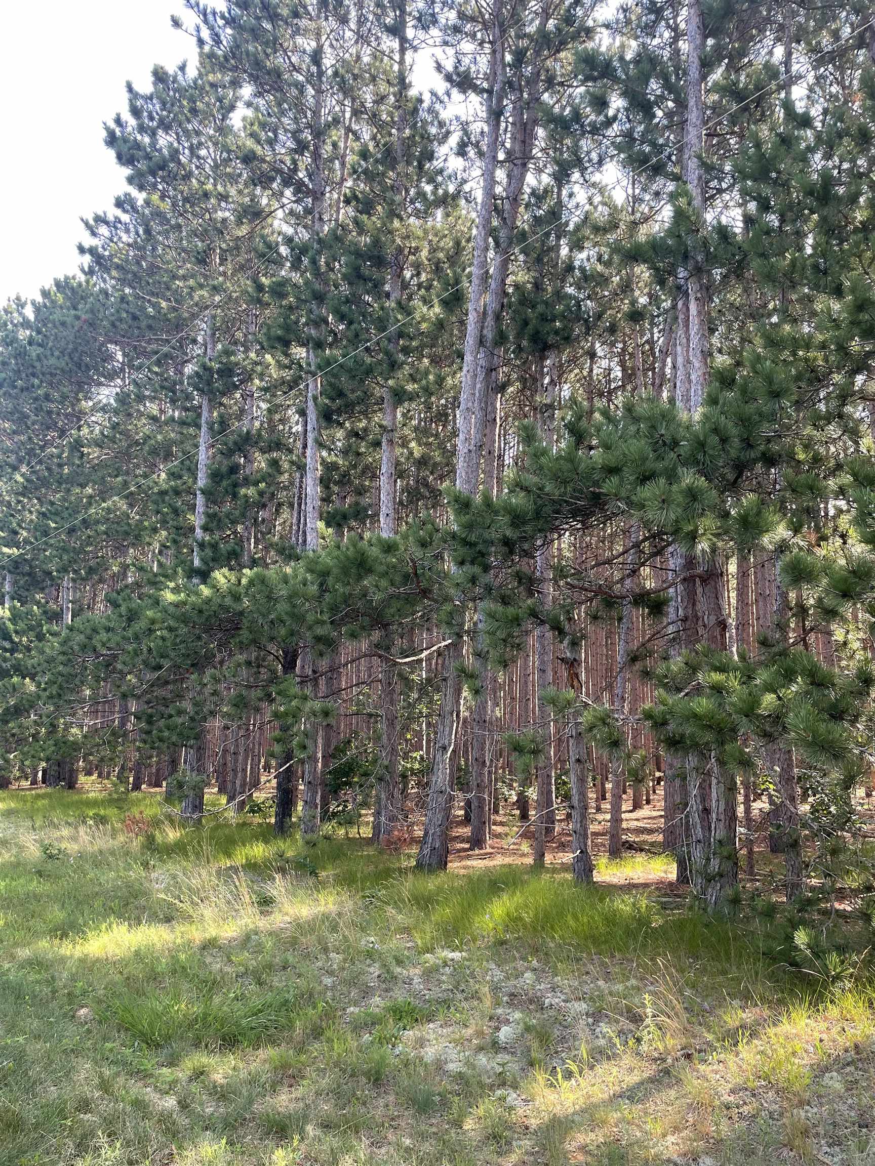 Parcel 42 Pinecone Court