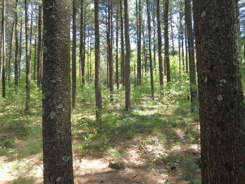 Lot 3 and 4 Cty Road A