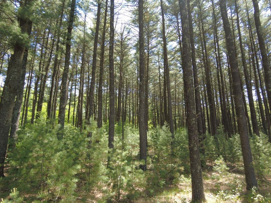 Lot 3 and 4 Cty Road A