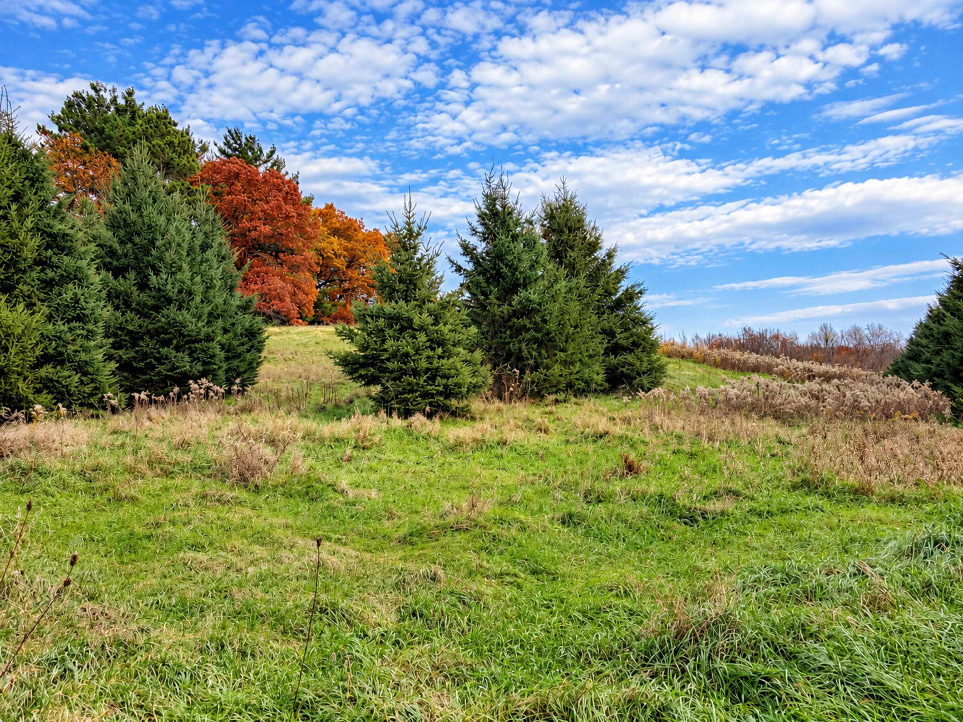 35 acres Outlook Road Road