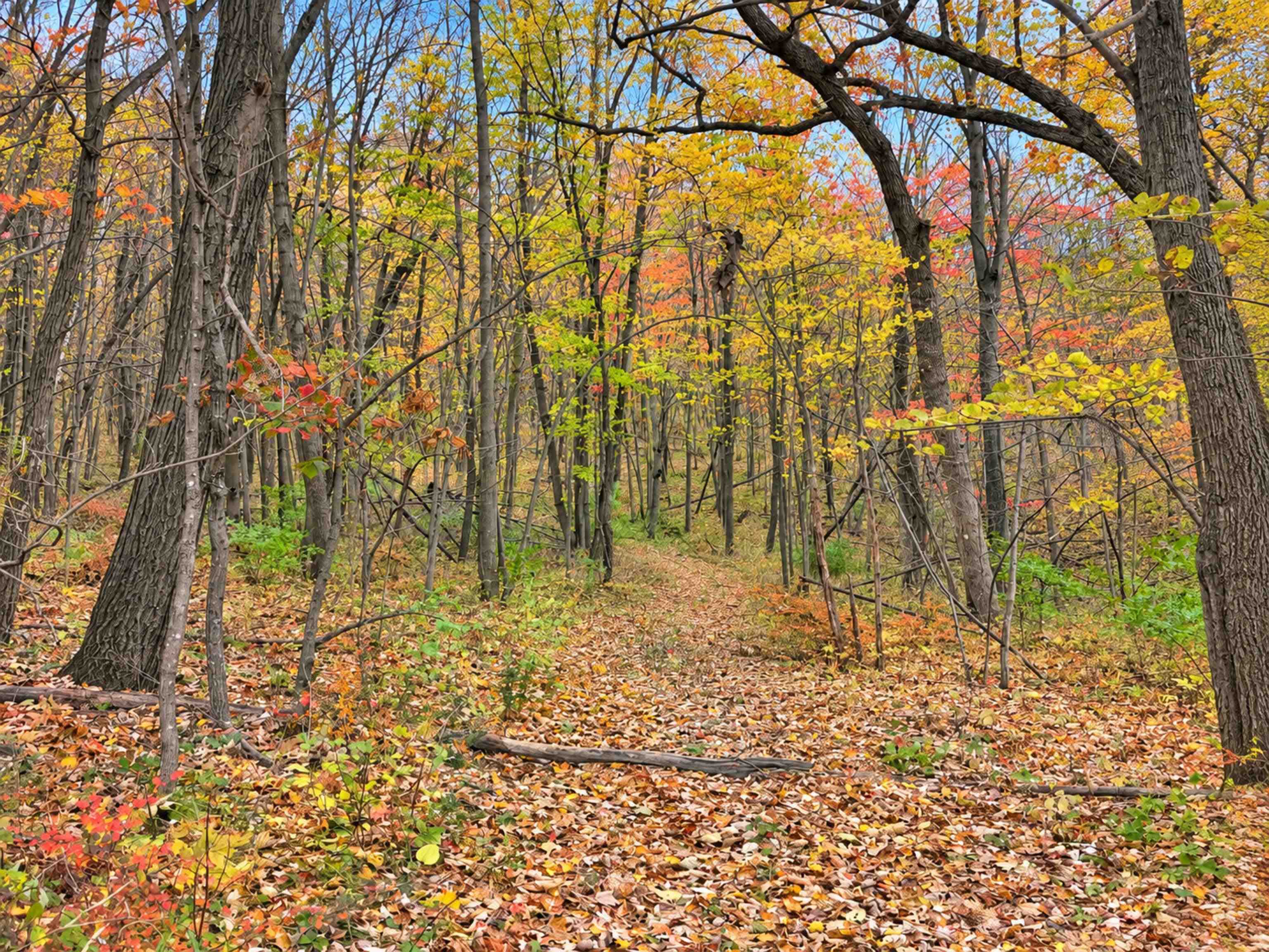 35 acres Outlook Road Road