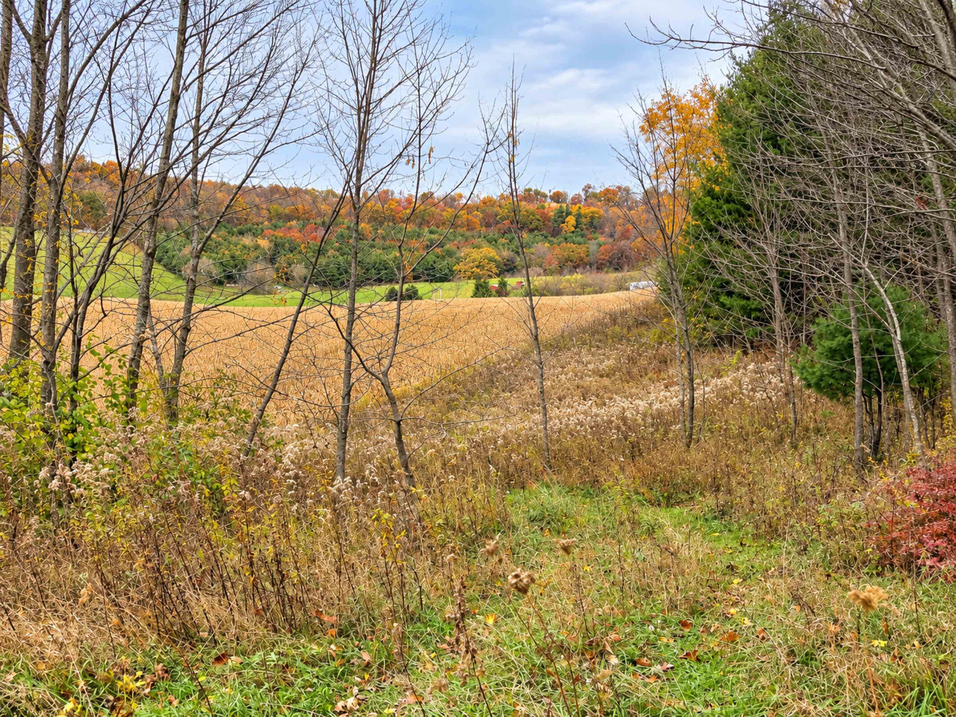 35 acres Outlook Road Road