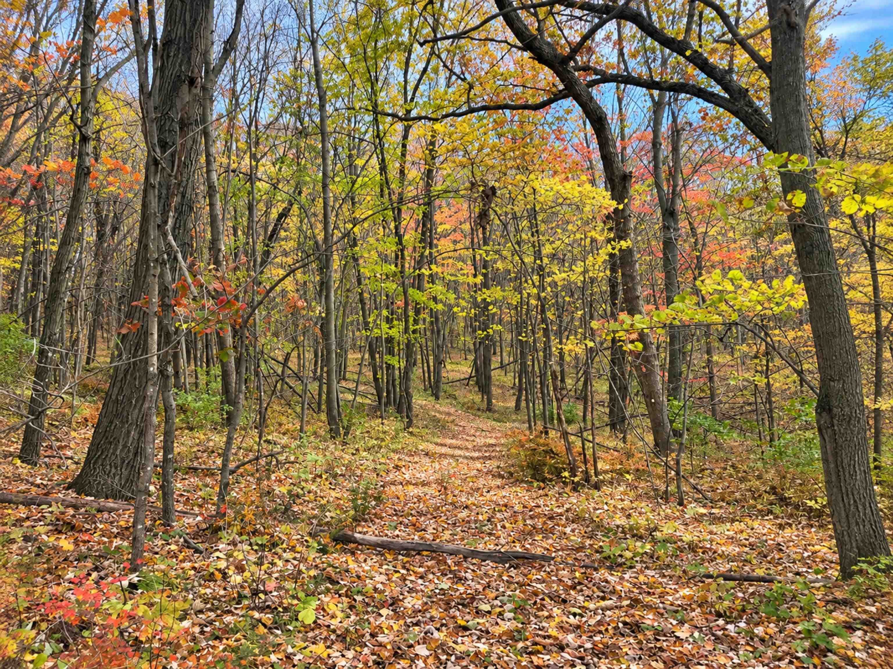35 acres Outlook Road Road