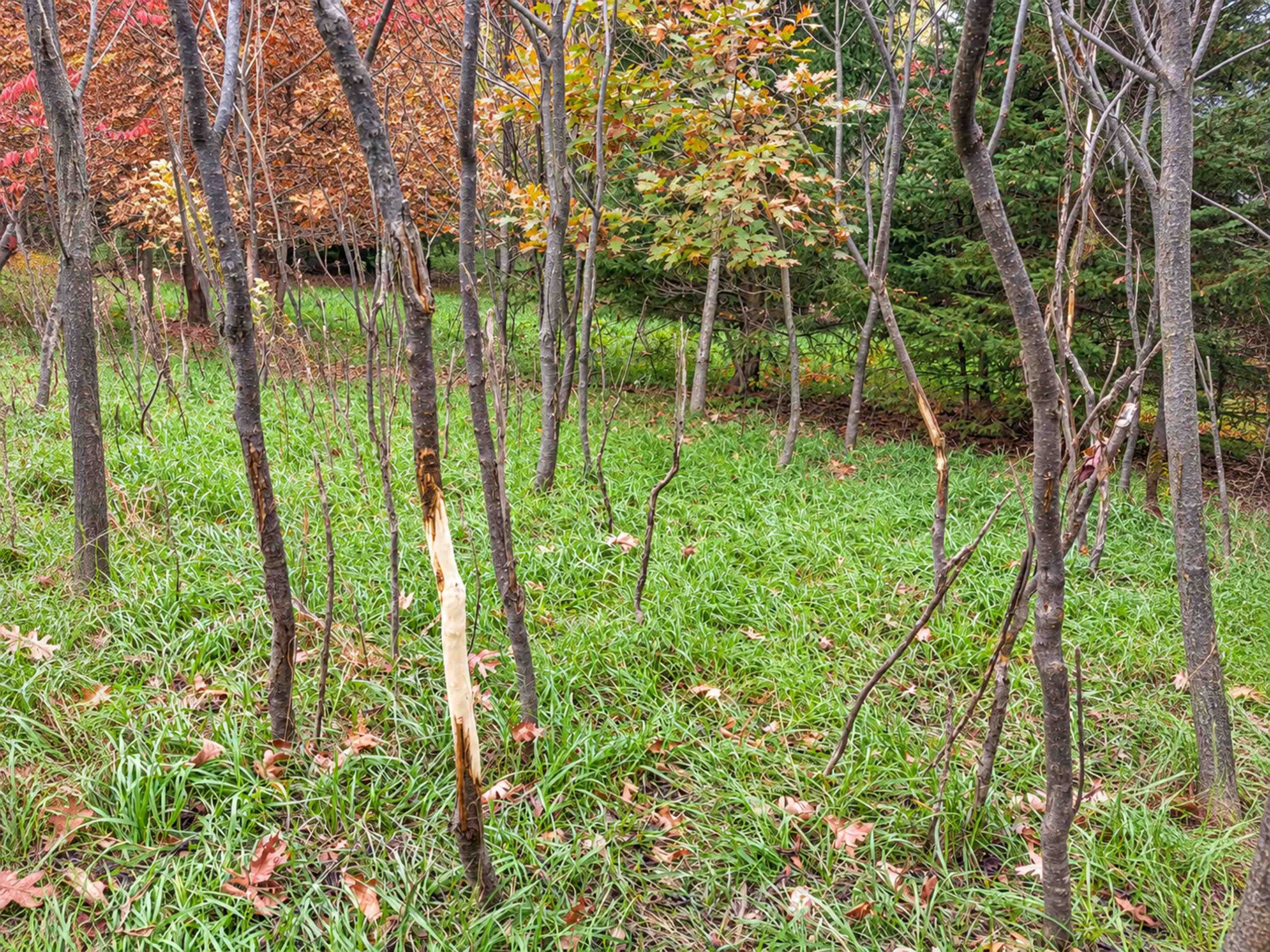 35 acres Outlook Road Road