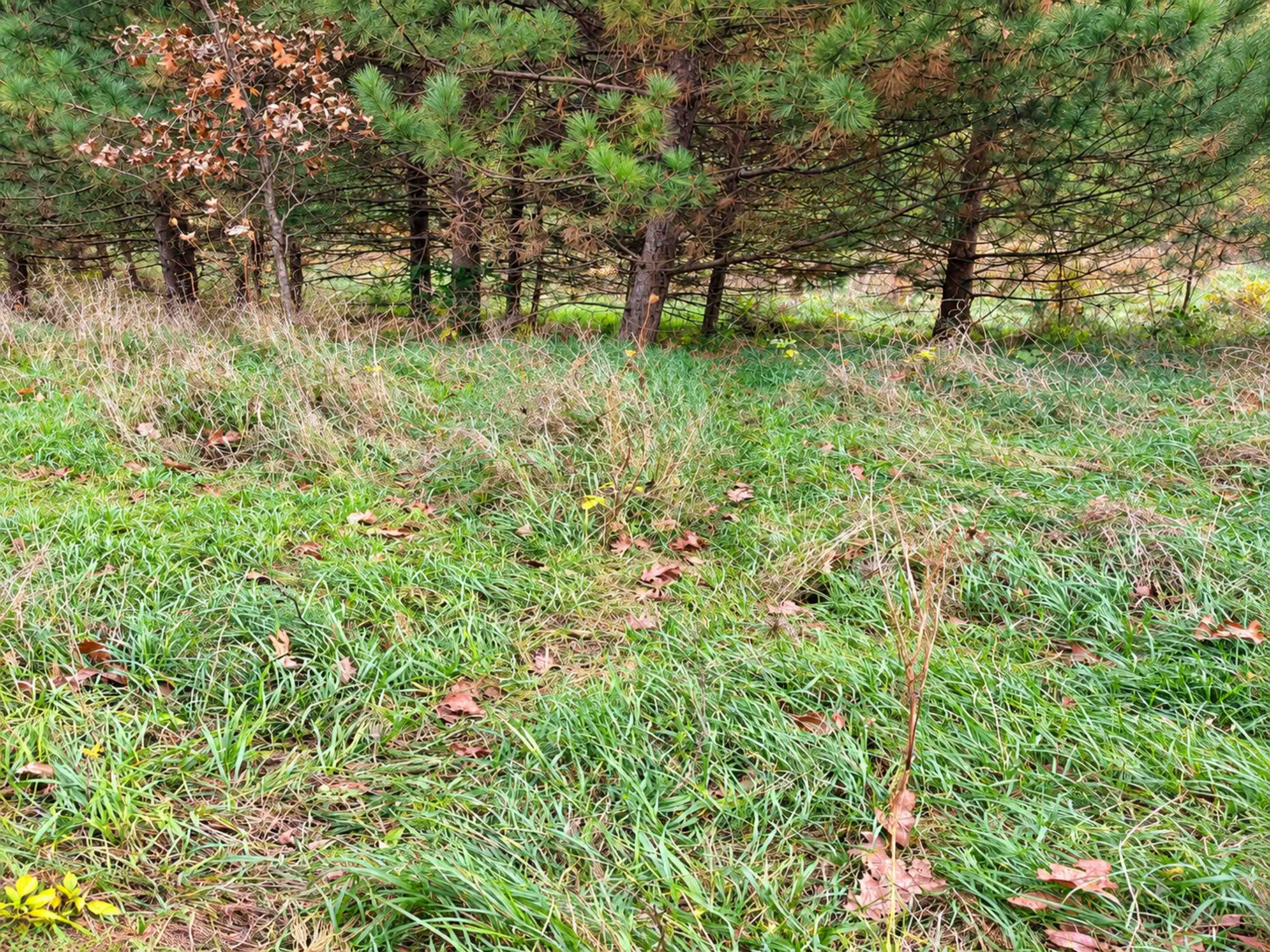 35 acres Outlook Road Road