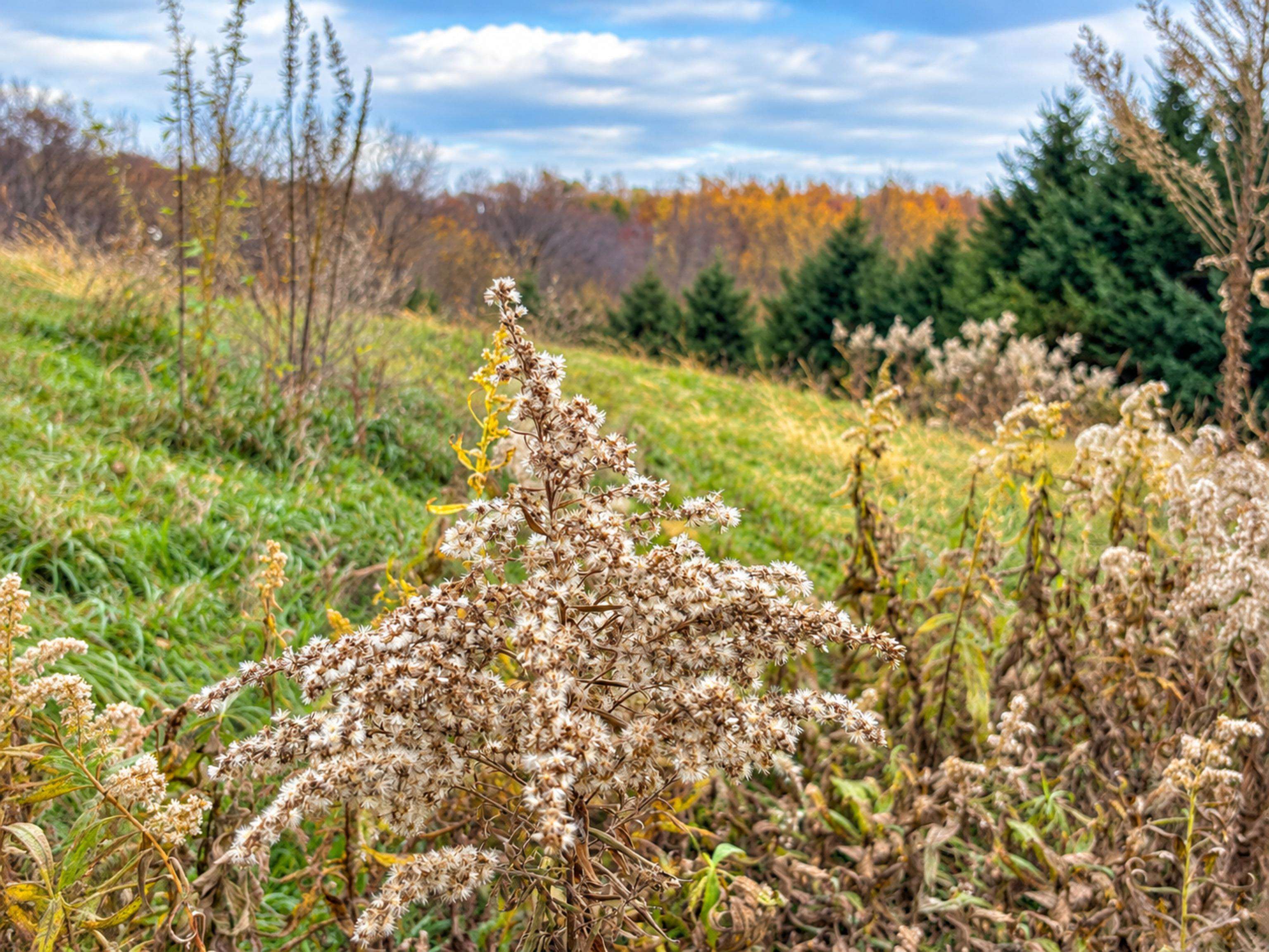 35 acres Outlook Road Road