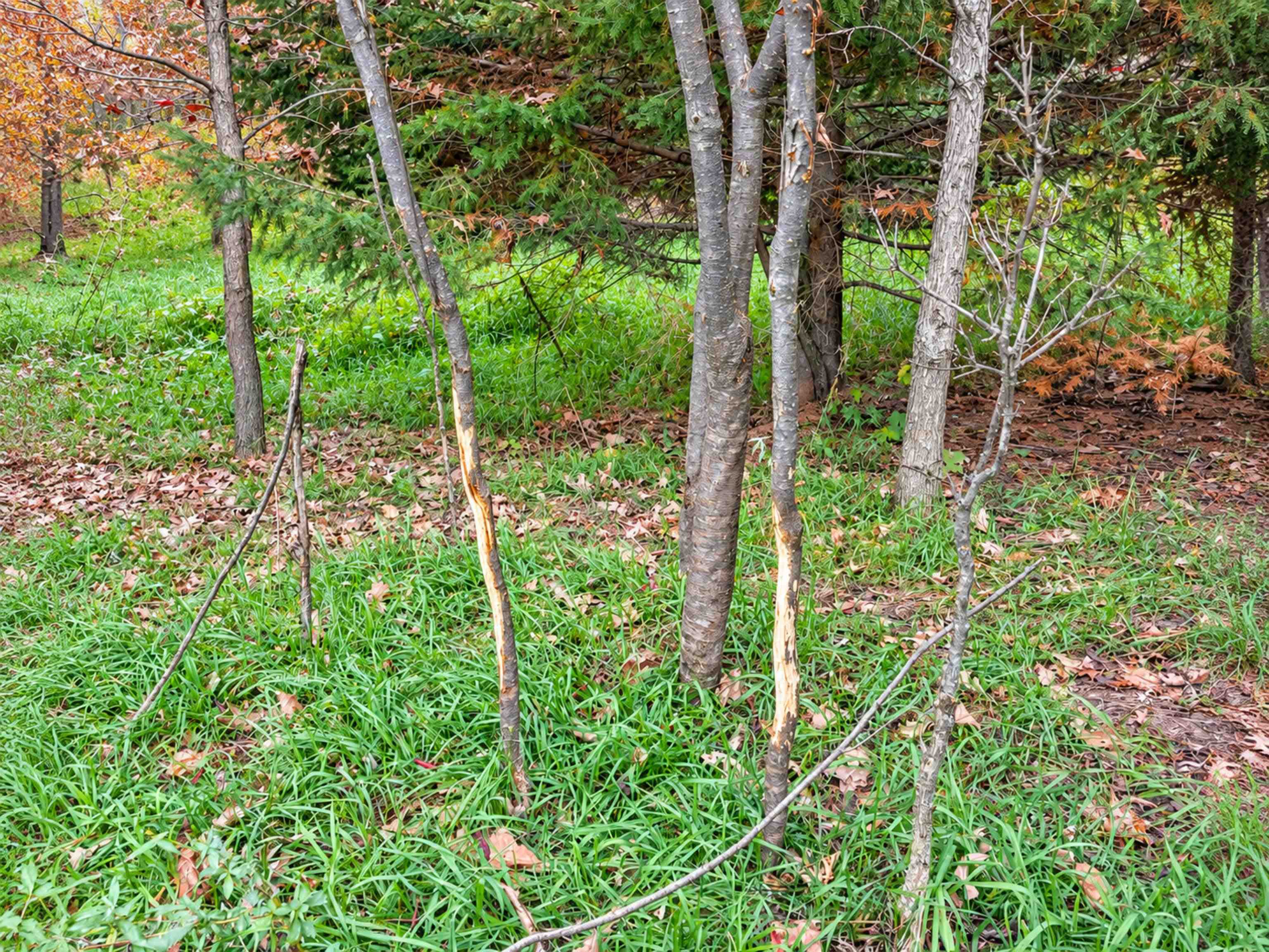 35 acres Outlook Road Road