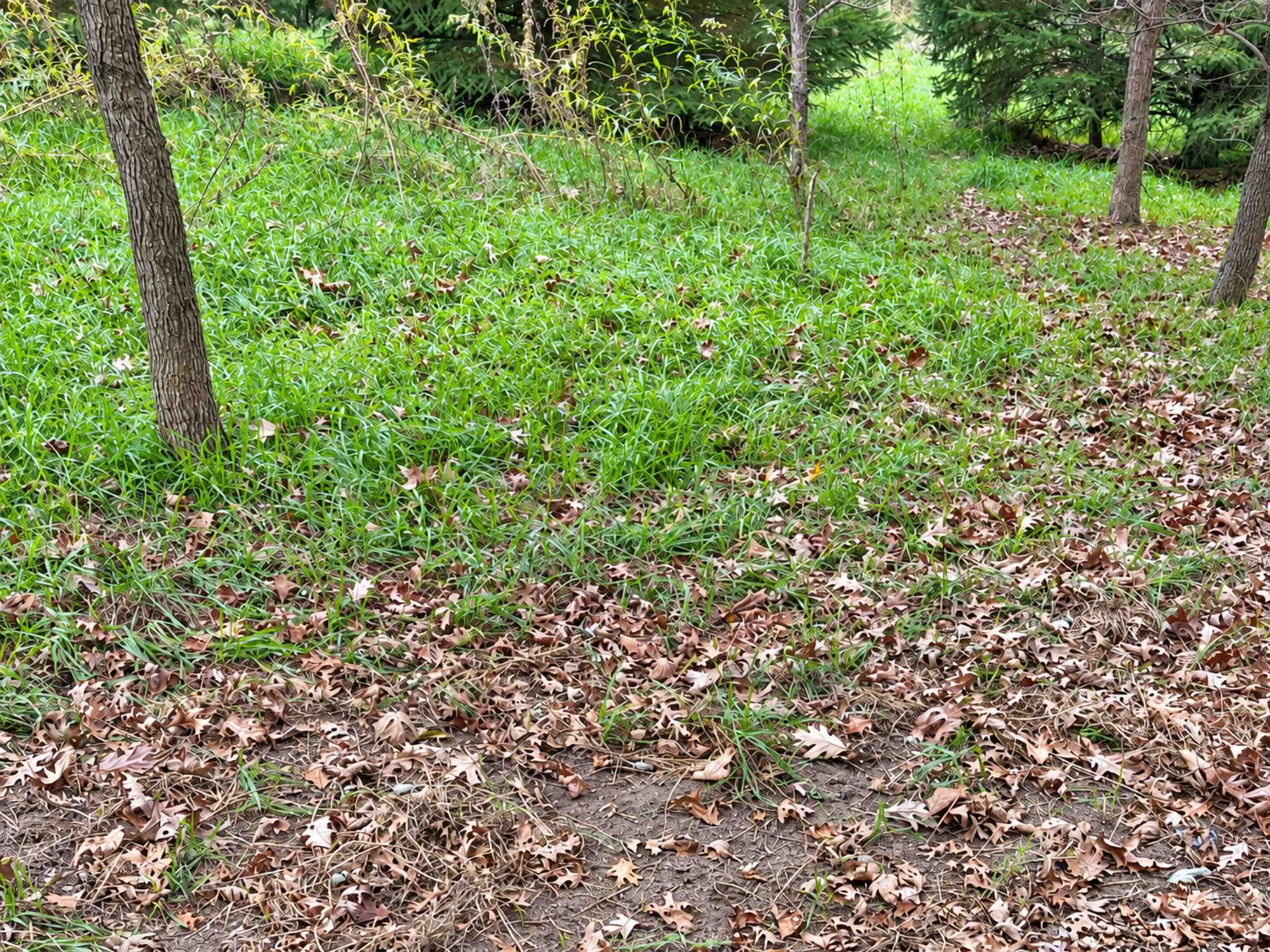 35 acres Outlook Road Road