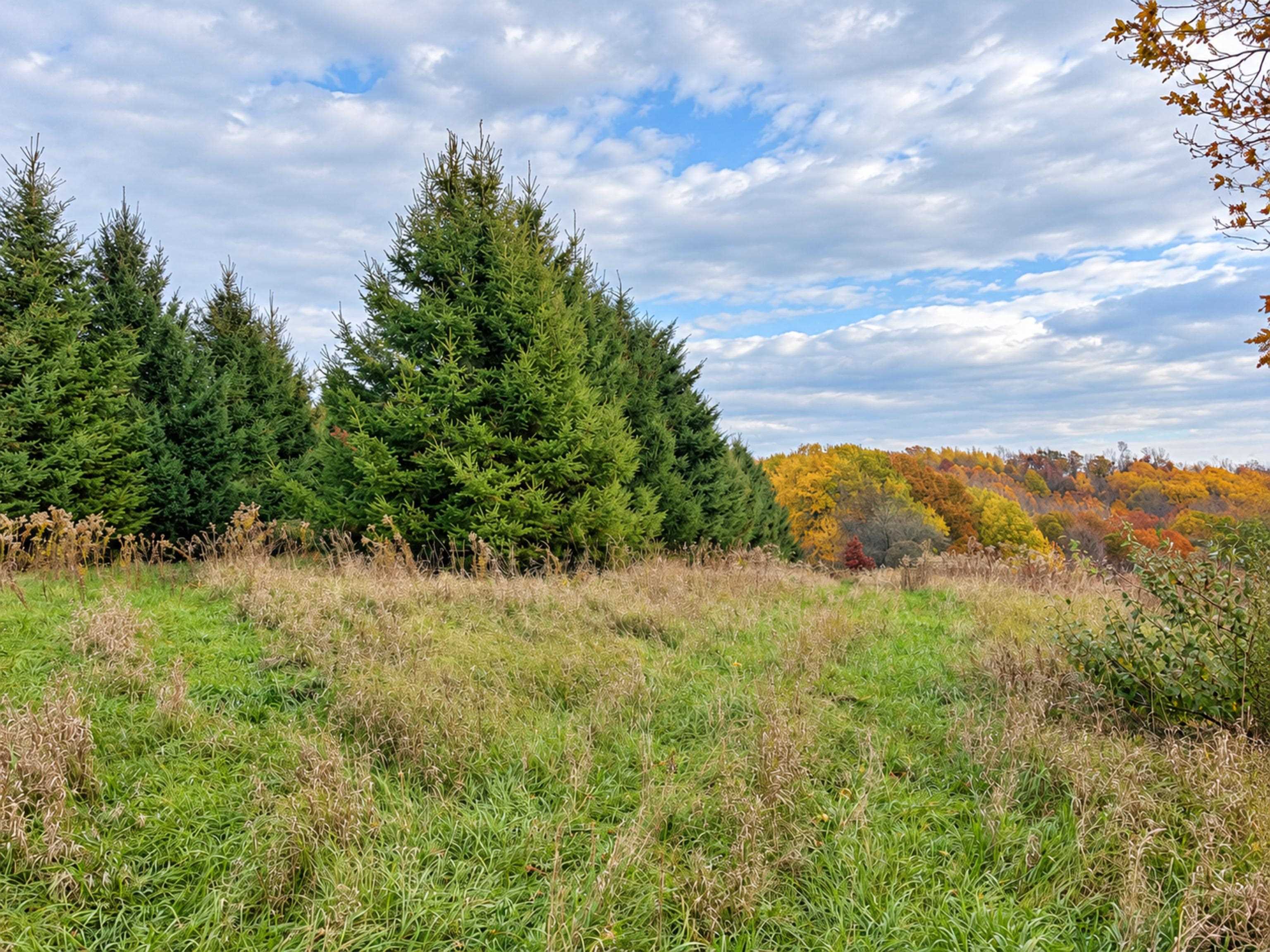 35 acres Outlook Road Road