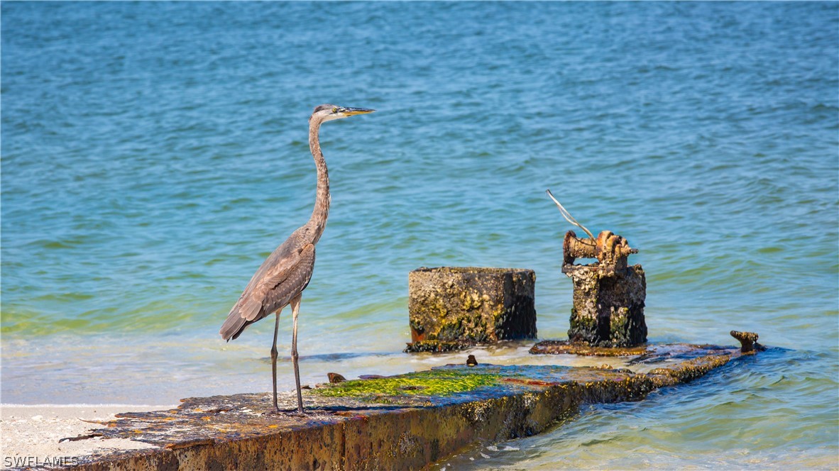 200 Mourning Dove DR