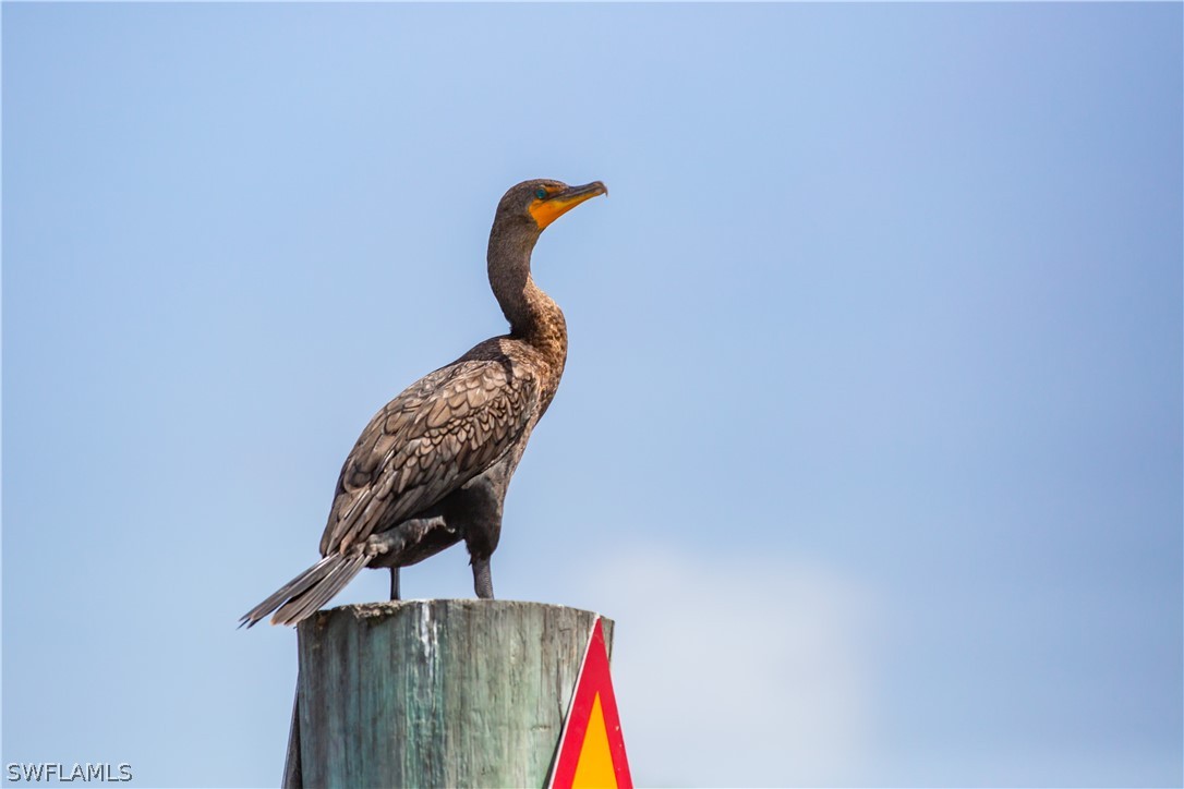 210 Mourning Dove DR