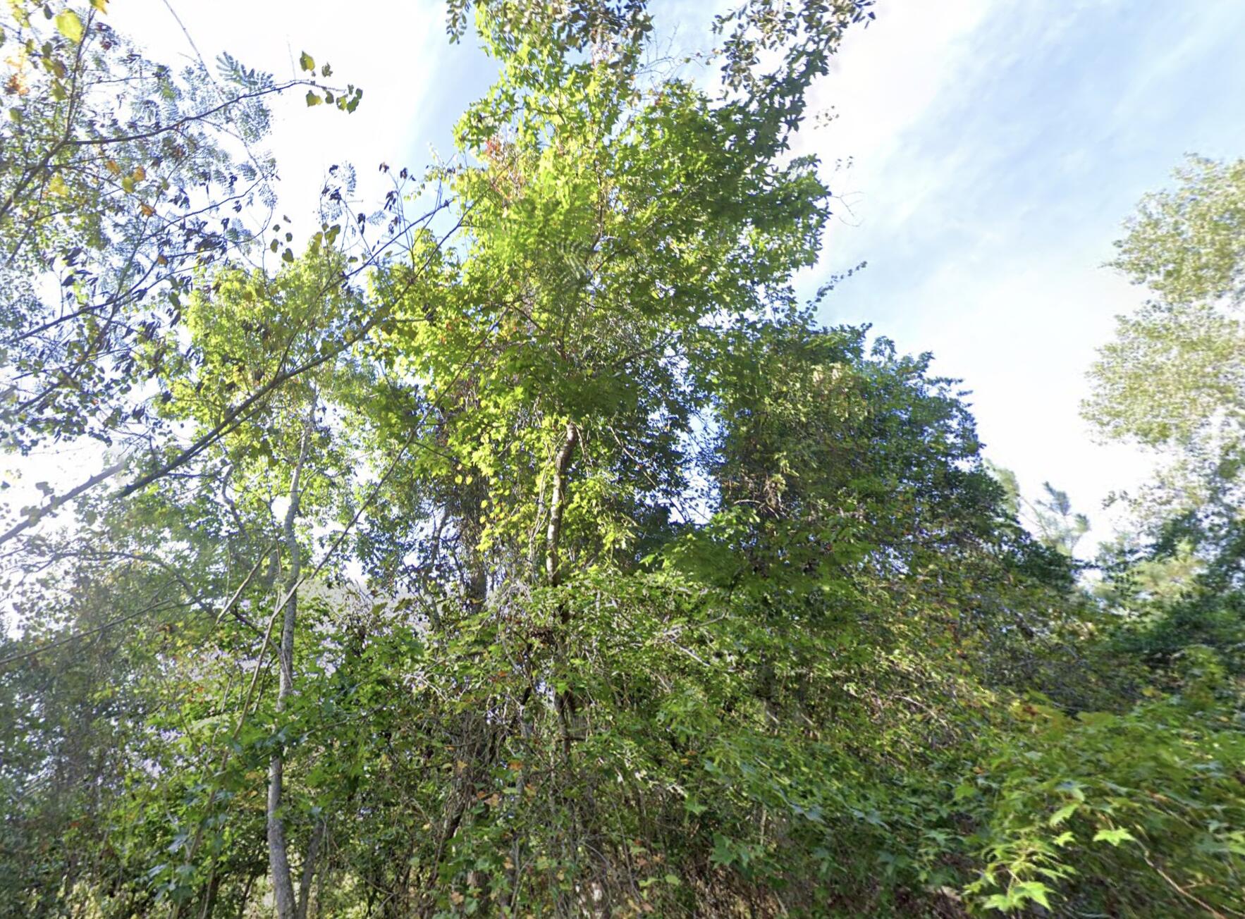 8448 Old Georgetown Road, McClellanville