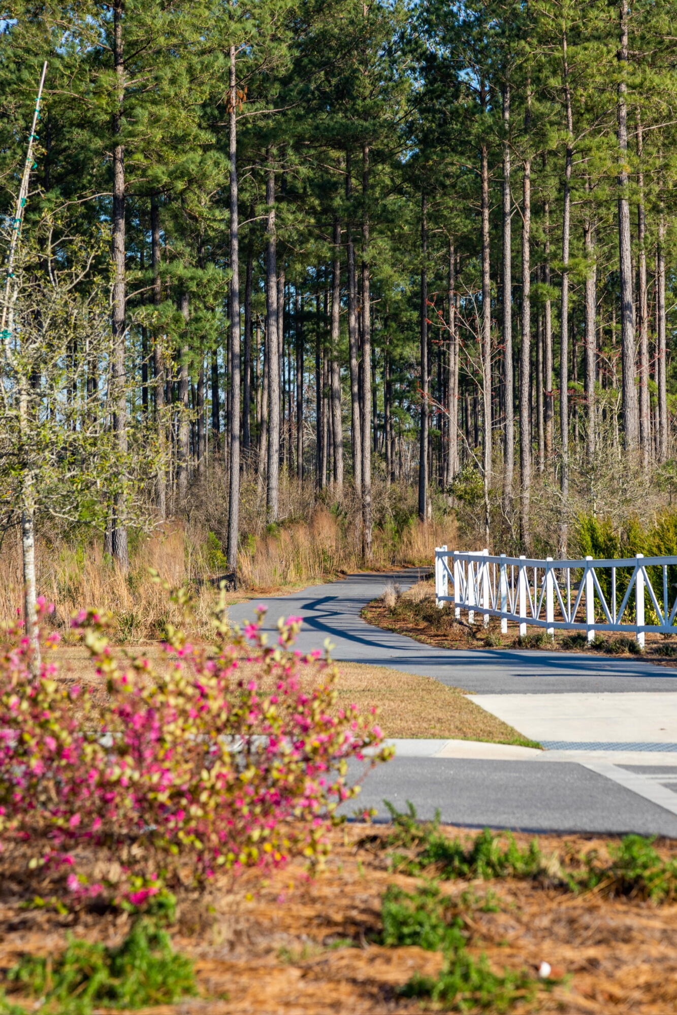 283 Ivory Shadow Road