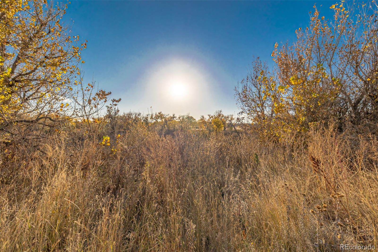 9291 Twenty Mile Road Unit: 403