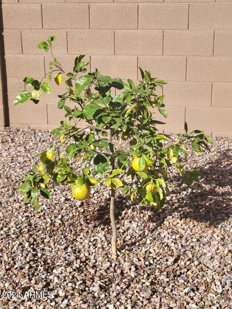 16802 W DESERT MIRAGE Drive