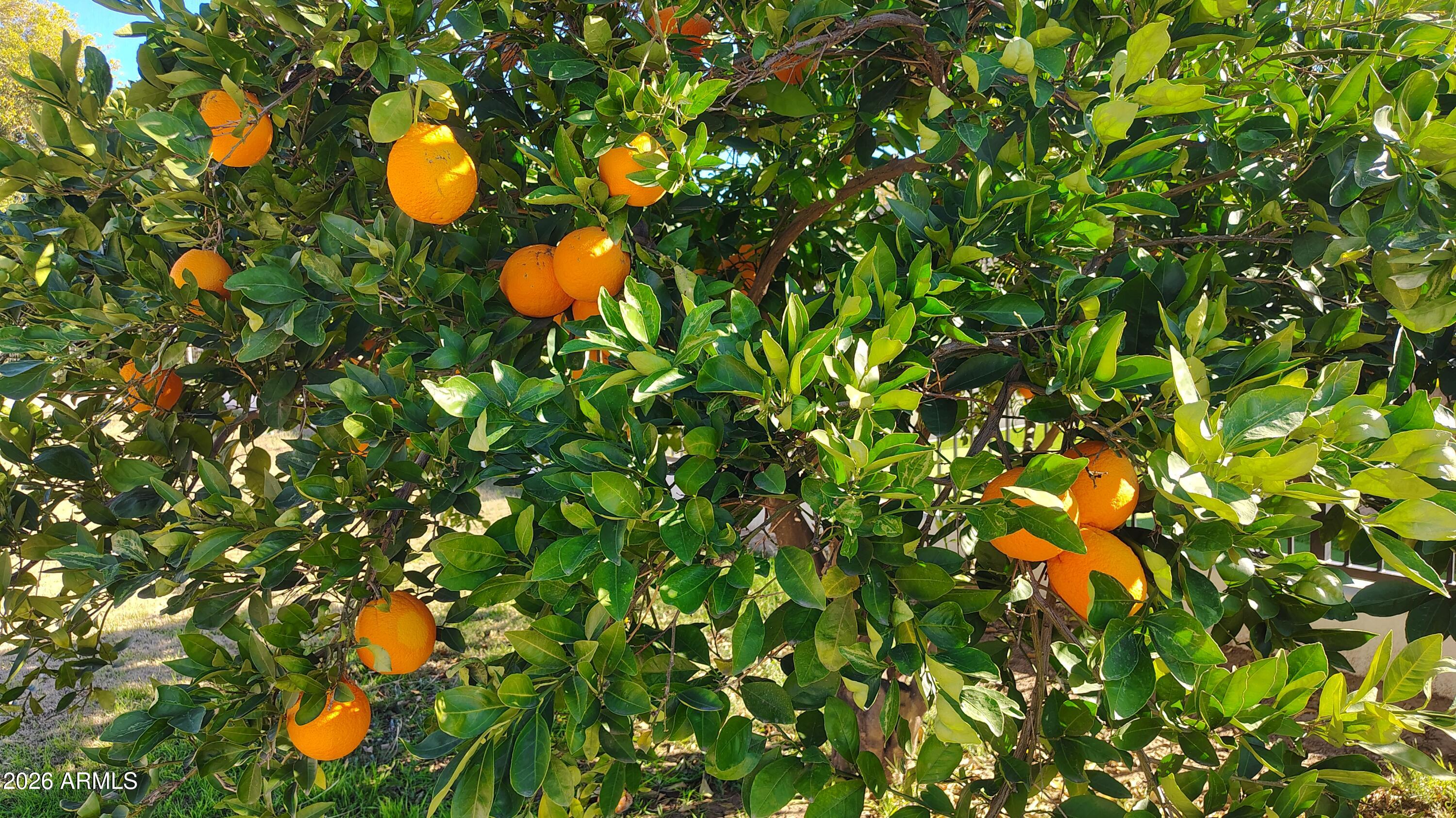 15420 E VIA DEL RANCHO