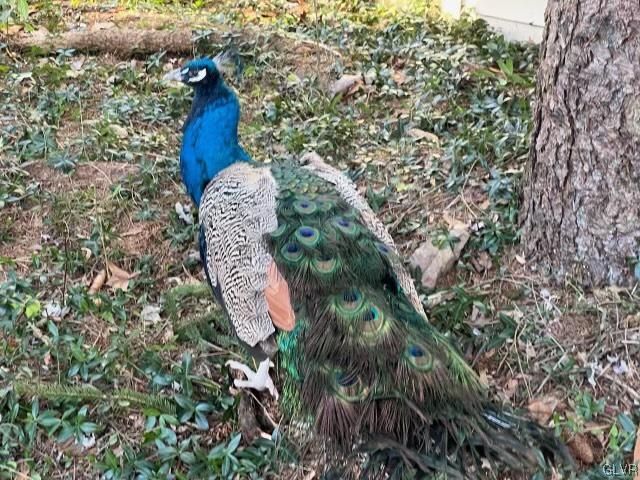 6464 Chestnut Hill Road