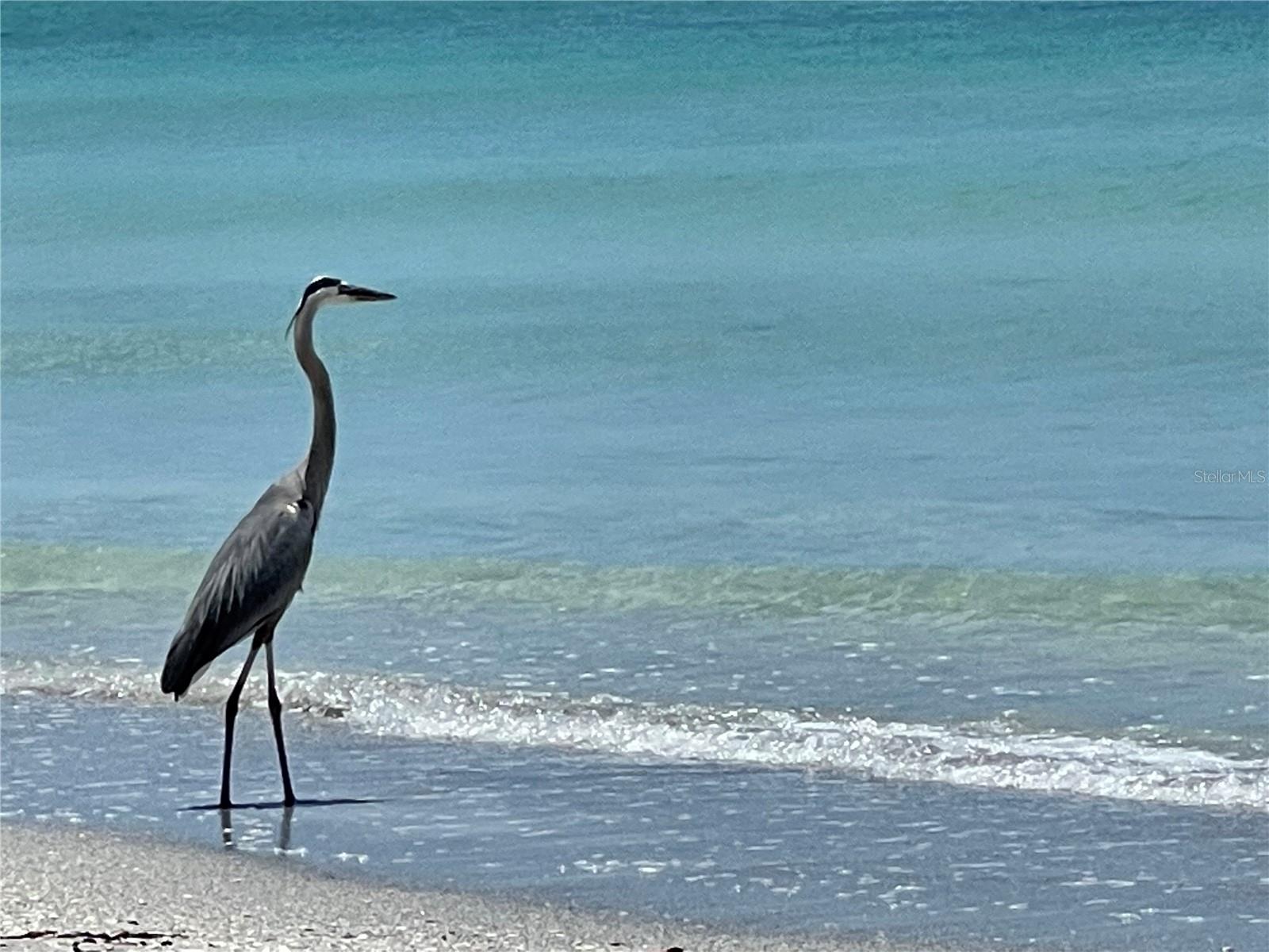 2819 GULF OF MEXICO DR