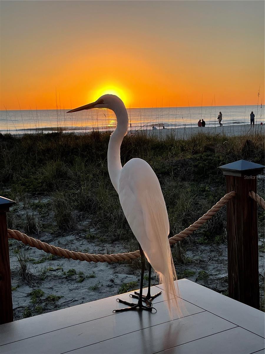 2819 GULF OF MEXICO DR