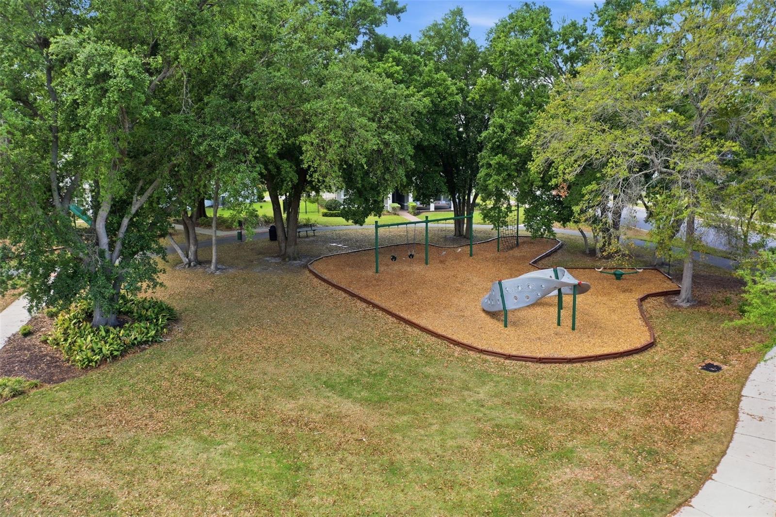 2117 GOPHER TORTOISE TER