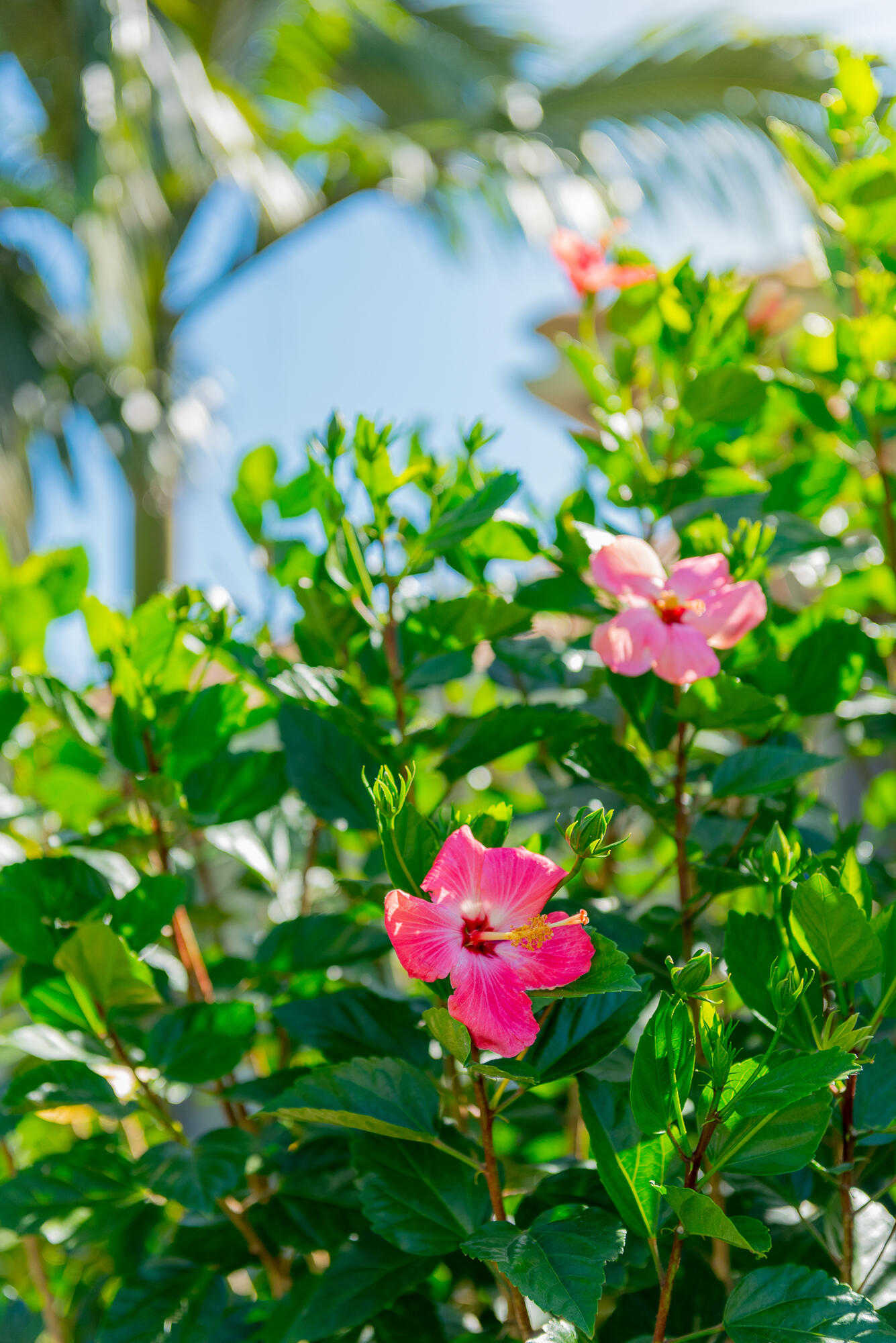 6447 SW Key Deer Lane