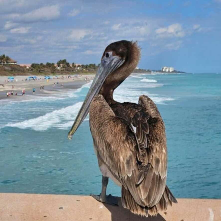 1306 Mainsail Circle