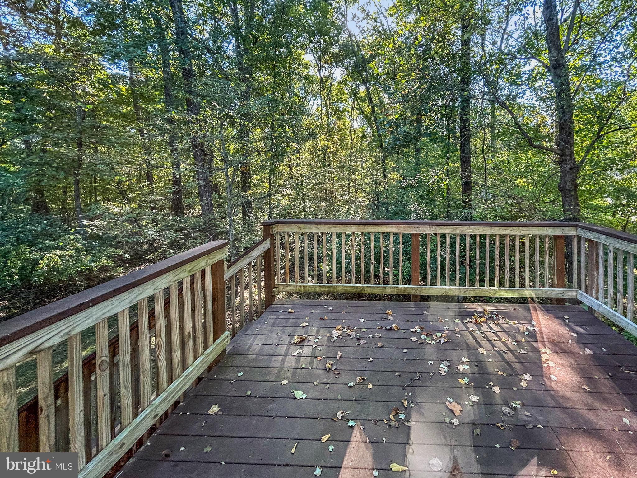 922 CUP LEAF HOLLY COURT