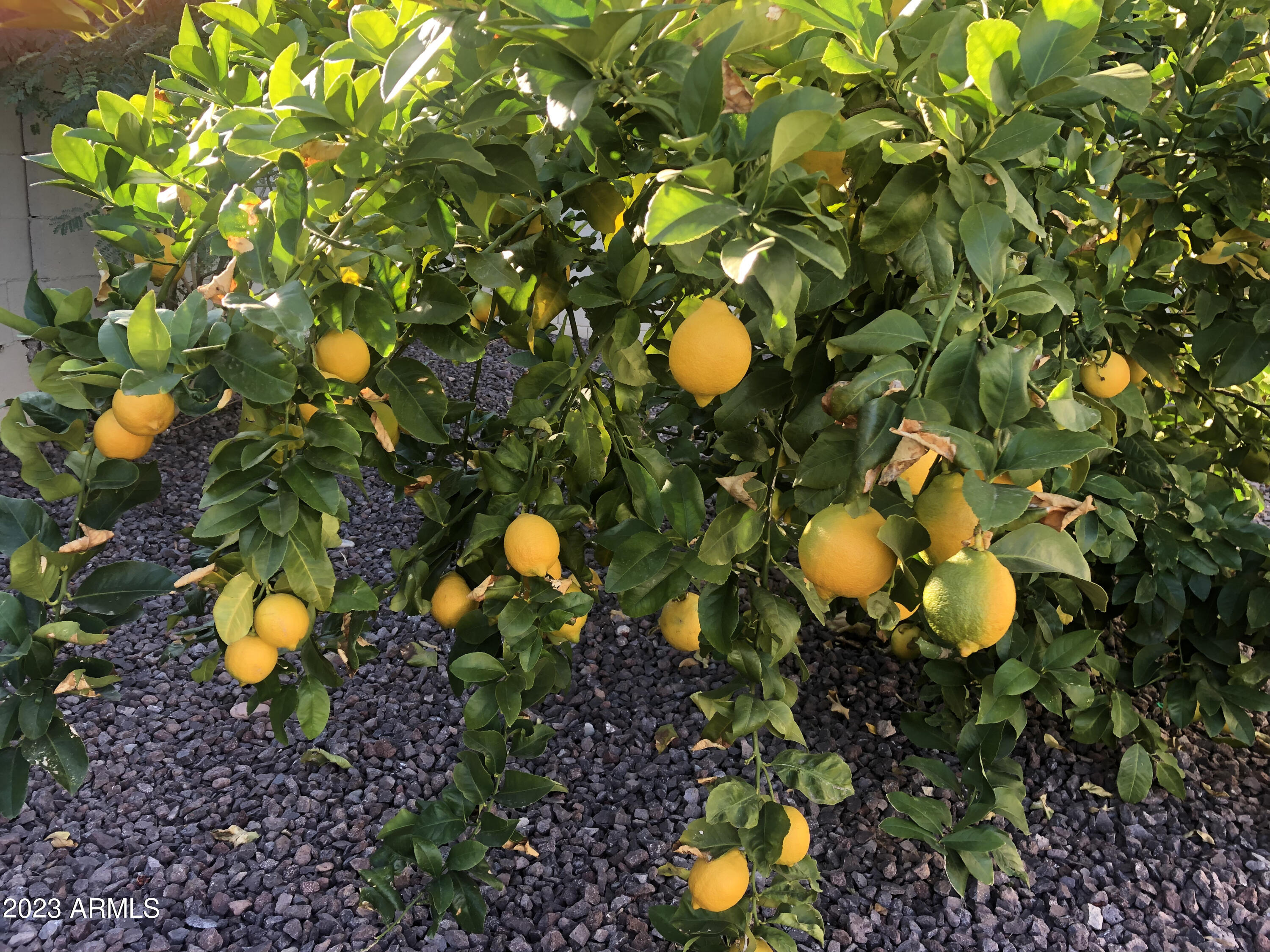 1625 E BERRIDGE Lane