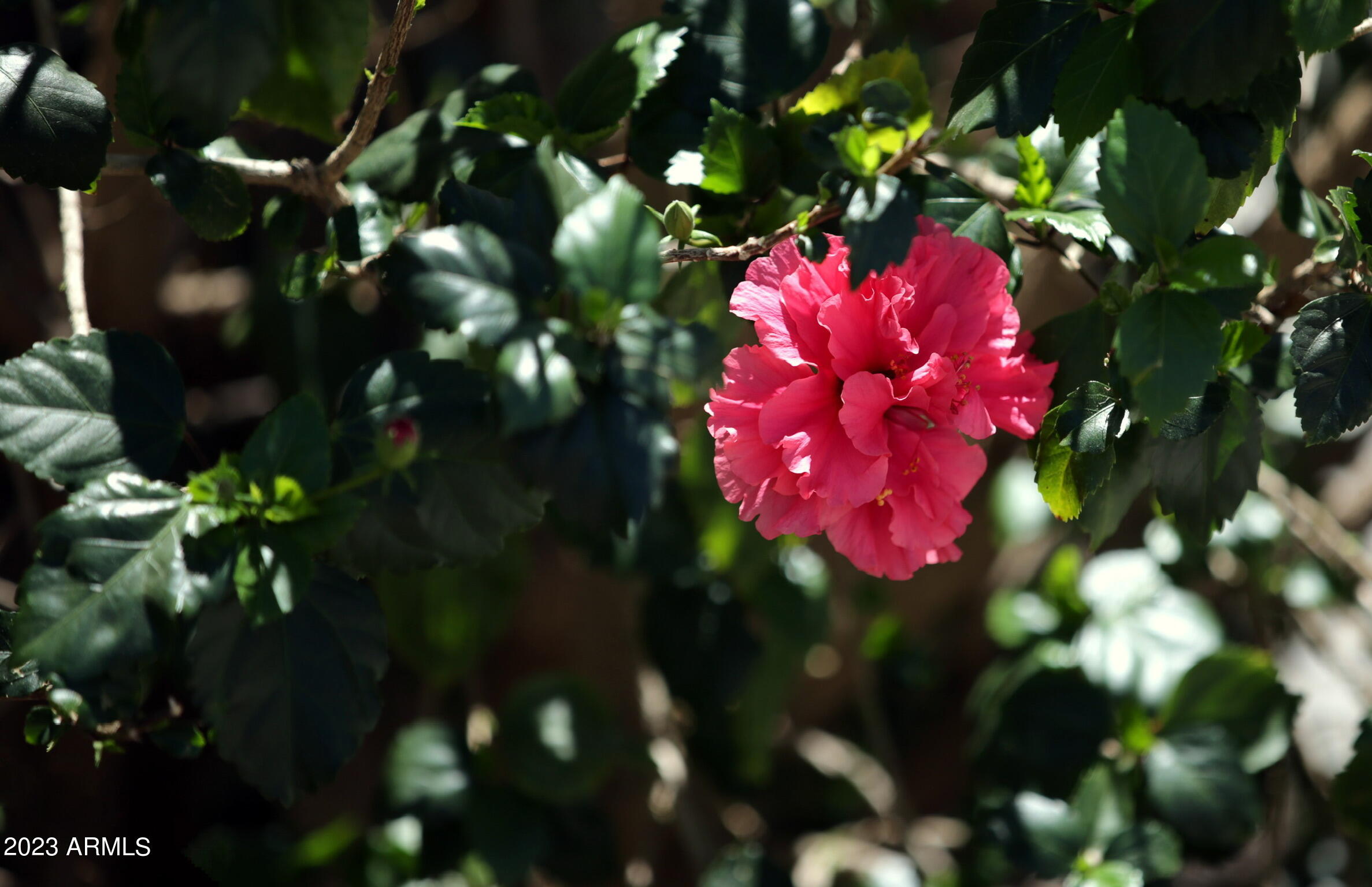 15367 W CORRINE Drive