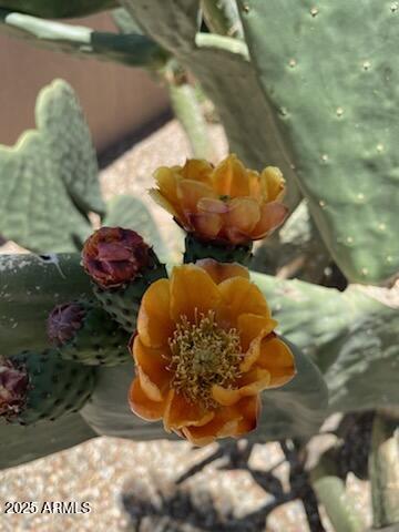 15534 W BIG SKY Drive