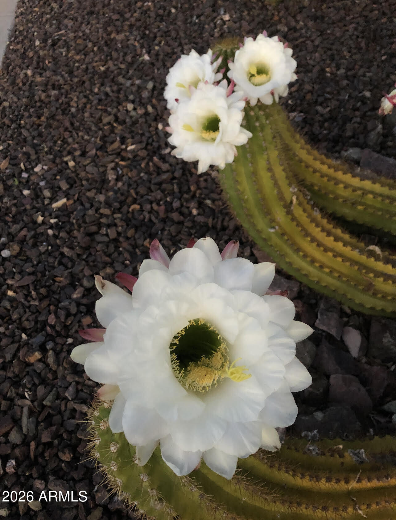 13055 W CLIFFROSE Road