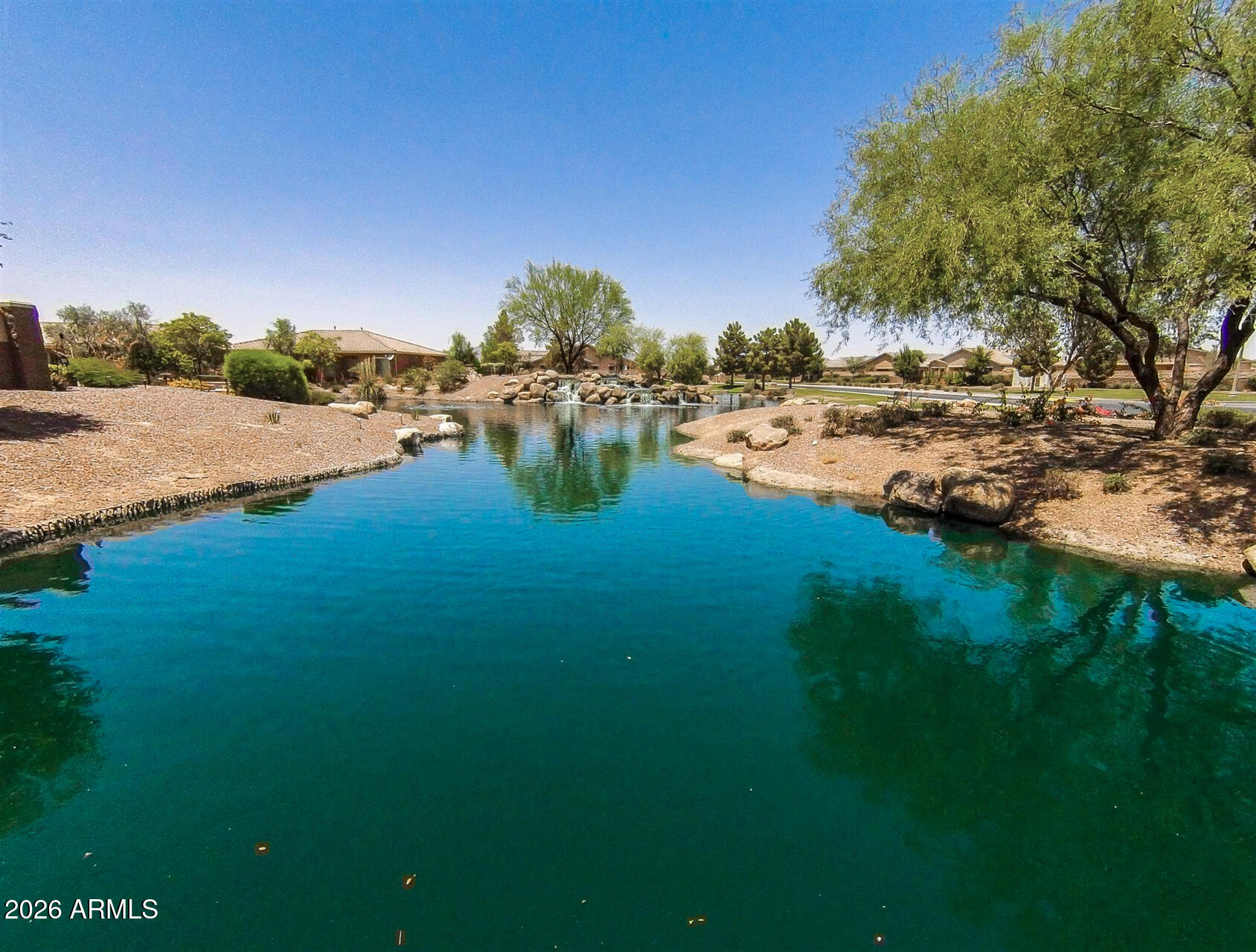 41801 W CACTUS FLOWER